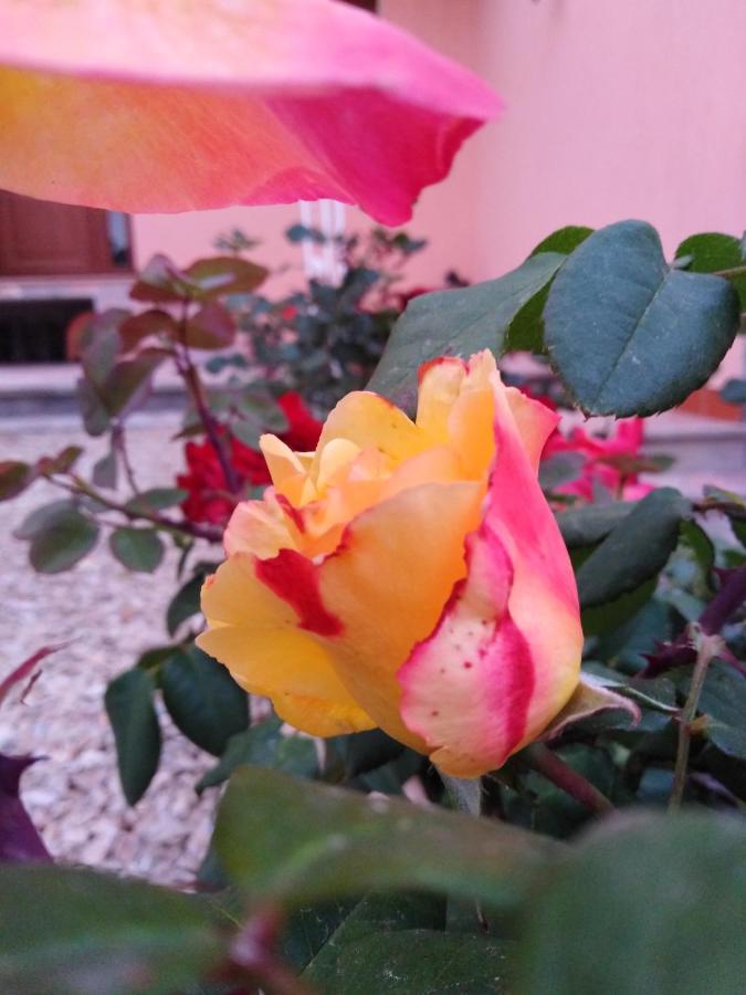 The Roses Garden Bed & Breakfast La Maddalena  Eksteriør bilde