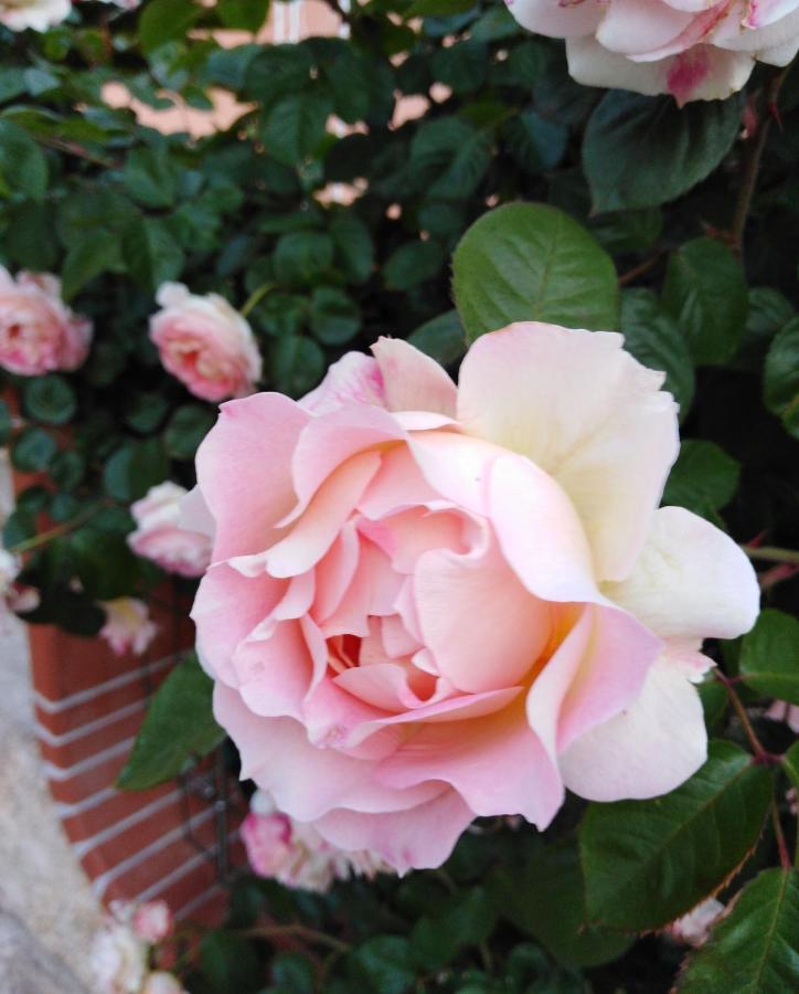 The Roses Garden Bed & Breakfast La Maddalena  Eksteriør bilde