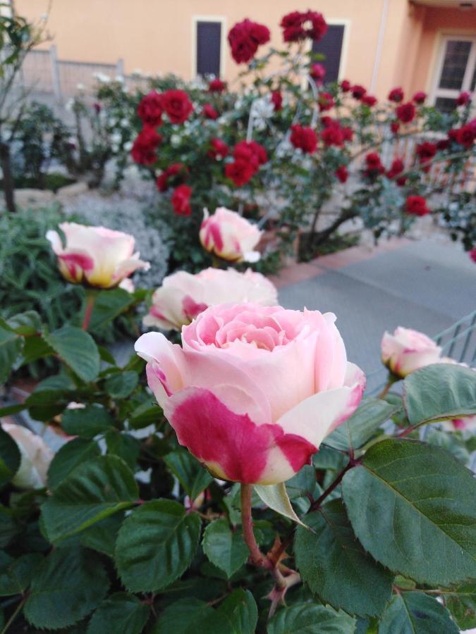 The Roses Garden Bed & Breakfast La Maddalena  Eksteriør bilde